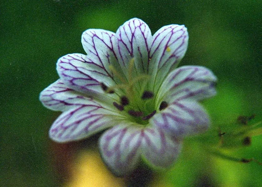Versicolor Geranium (Geranium Versicolor) — Despite its delicate appearance