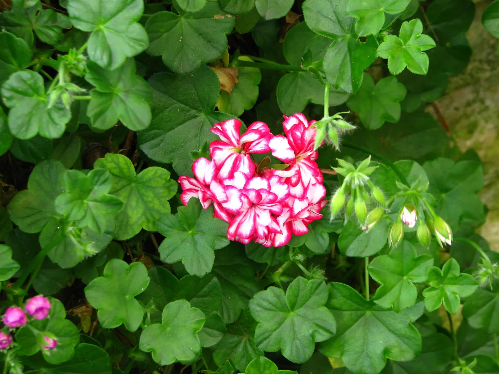 Versicolor Geranium (Geranium Versicolor) — This geranium blooms from late spring to early summer, preferring partial shade and well-draining soil
