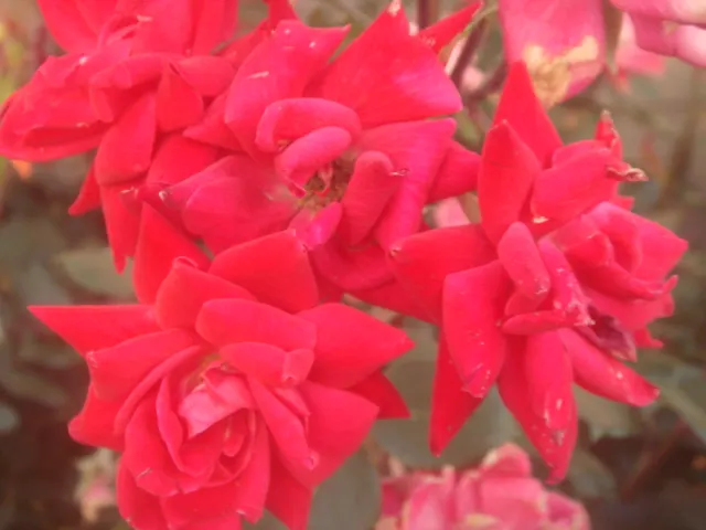 Red Knock Out&reg; Rose (Rosa 'Radrazz' Knock Out) — With a moderate mature height and spread of about 3 to 4 feet, image 29