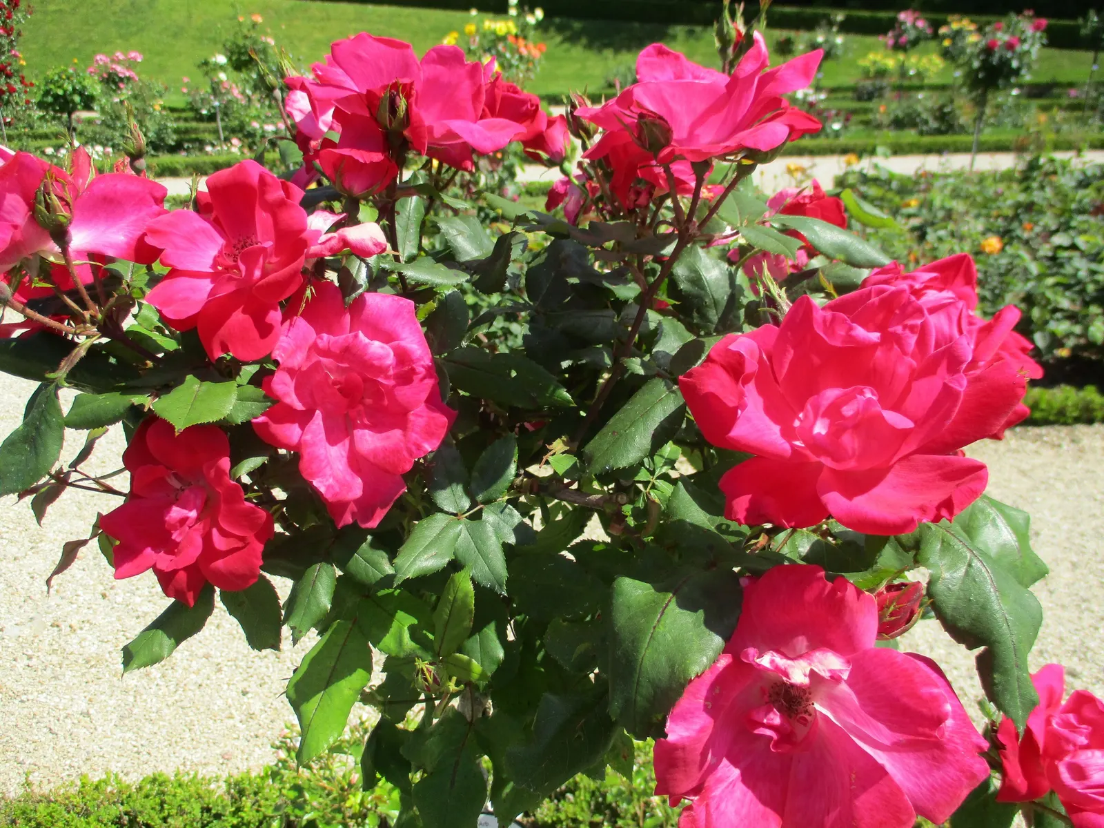 Red Knock Out&reg; Rose (Rosa 'Radrazz' Knock Out) — The Red Knock Out&reg; Rose (Rosa 'Radrazz' KNOCK OUT) is a hardy shrub rose with vibrant, image 58