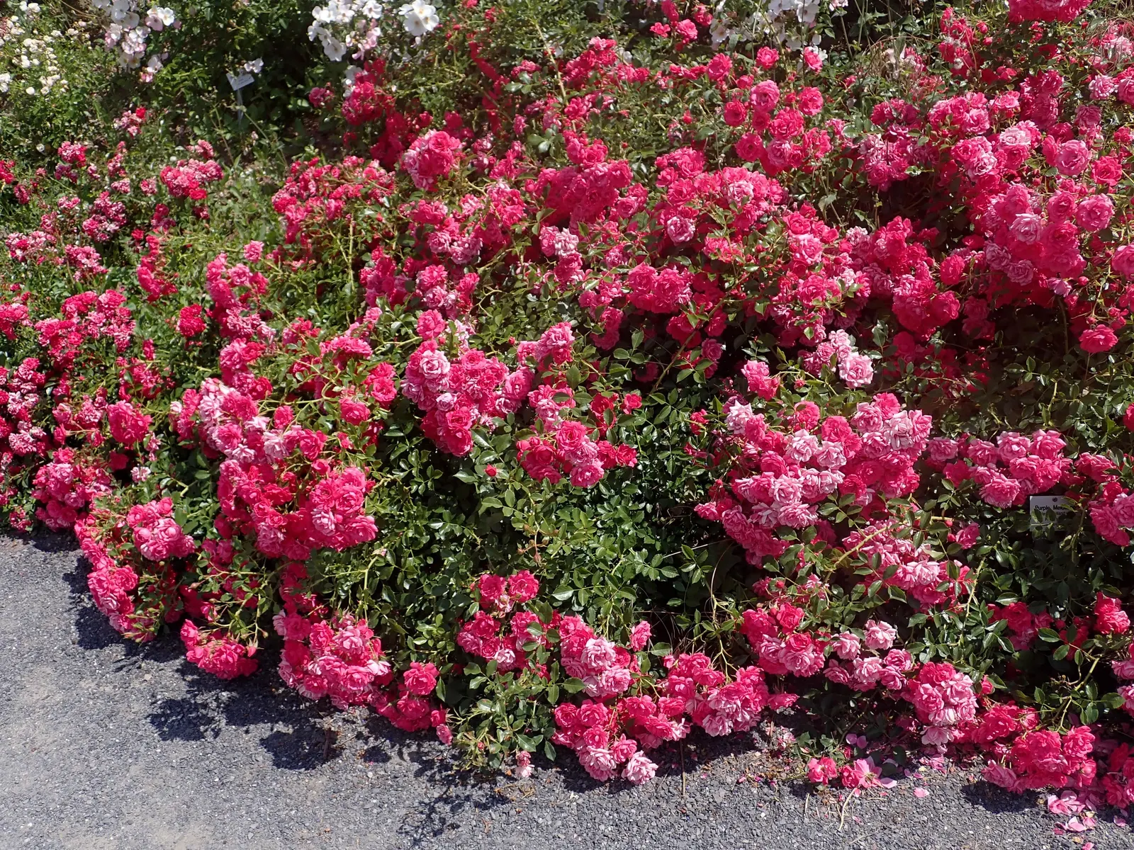 Red Knock Out&reg; Rose (Rosa 'Radrazz' Knock Out) — USDA Hardiness Zones for the Rosa 'Radrazz' range from 5 to 11, ensuring adaptability in, image 33