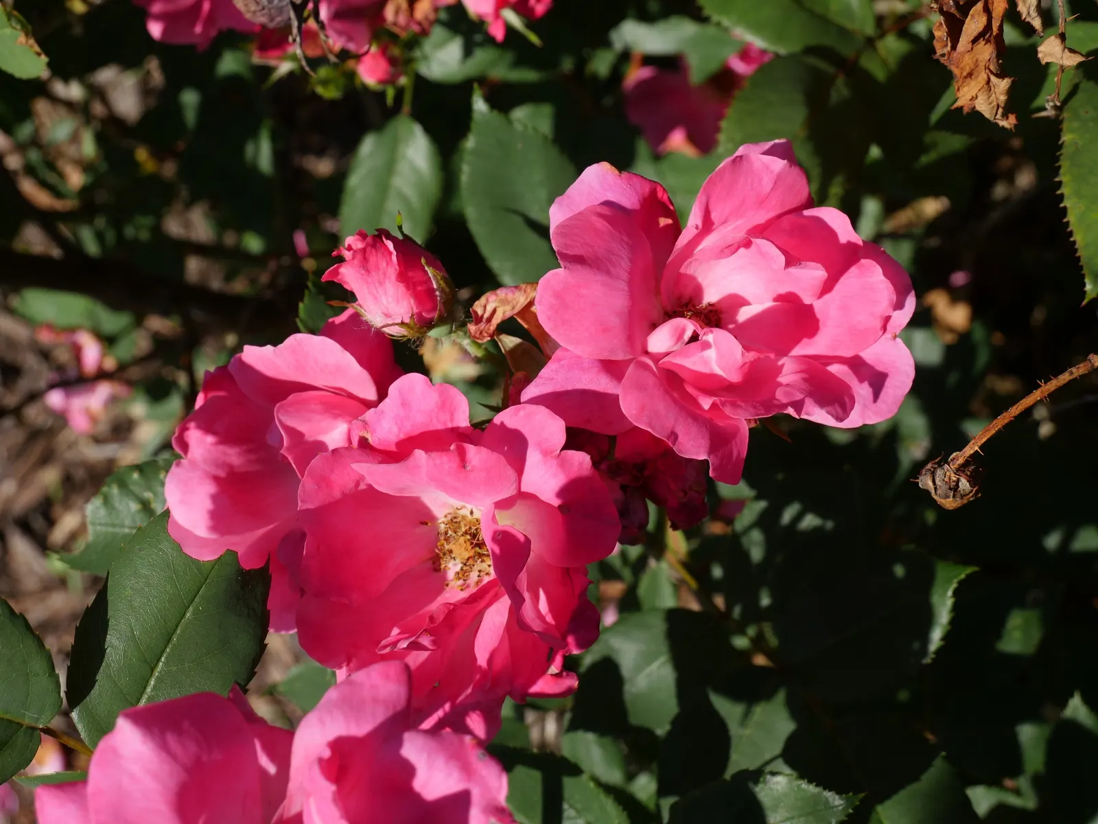 Red Knock Out&reg; Rose (Rosa 'Radrazz' Knock Out) — red flowers in the garden