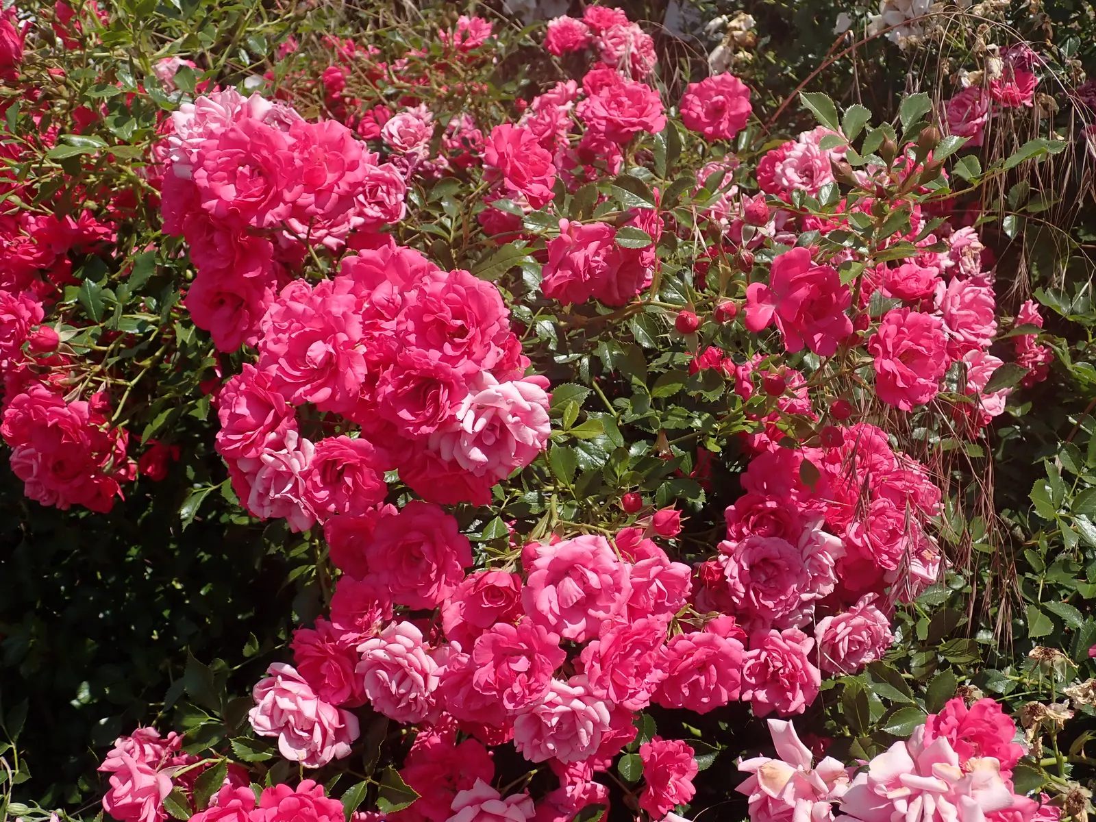 Red Knock Out&reg; Rose (Rosa 'Radrazz' Knock Out) — providing an alluring attraction for both homeowners and pollinating insects such as bees and, image 54