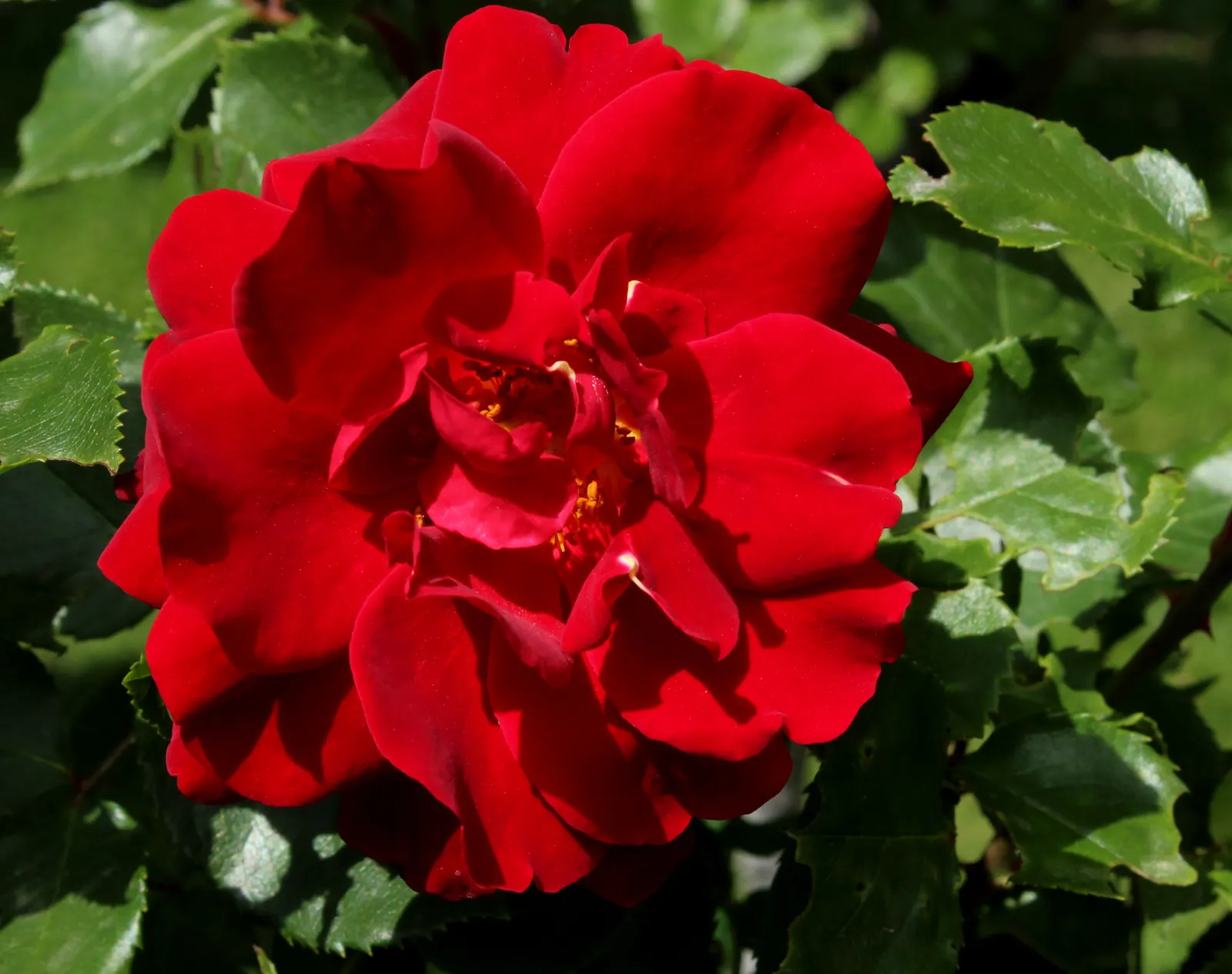 Red Knock Out&reg; Rose (Rosa 'Radrazz' Knock Out) — which can be as large as 3 to 3.5 inches in diameter