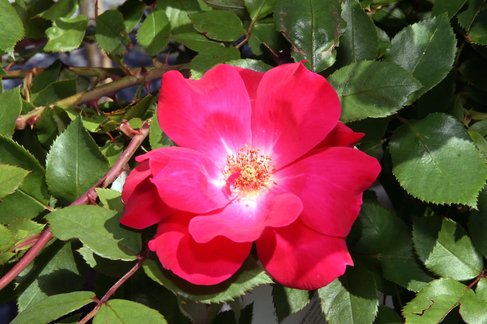 Red Knock Out® Rose (Rosa 'Radrazz' Knock Out) — It reaches a maximum size of 4 feet tall and wide, thriving in USDA zones 5 through 11; particularly to