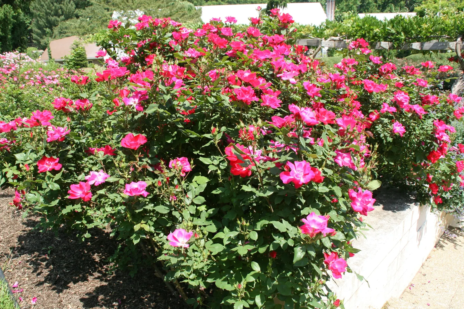 Red Knock Out&reg; Rose (Rosa 'Radrazz' Knock Out) — Pruning should be done annually in late winter or early spring; this variety presents a vivid display of
