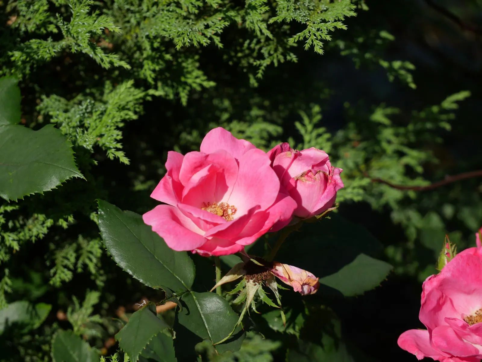Red Knock Out&reg; Rose (Rosa 'Radrazz' Knock Out) — Pruning should be done annually in late winter or early spring