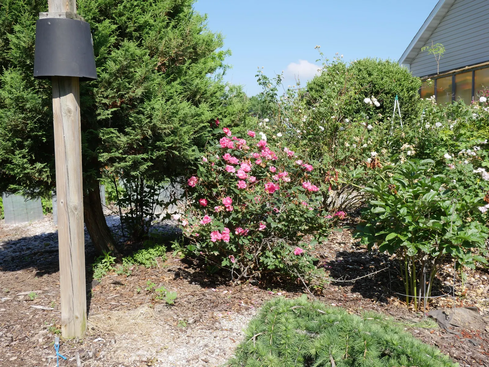 Red Knock Out&reg; Rose (Rosa 'Radrazz' Knock Out) — Ideal for borders or mass plantings, it requires full sun and well-drained soil; celebrated for its