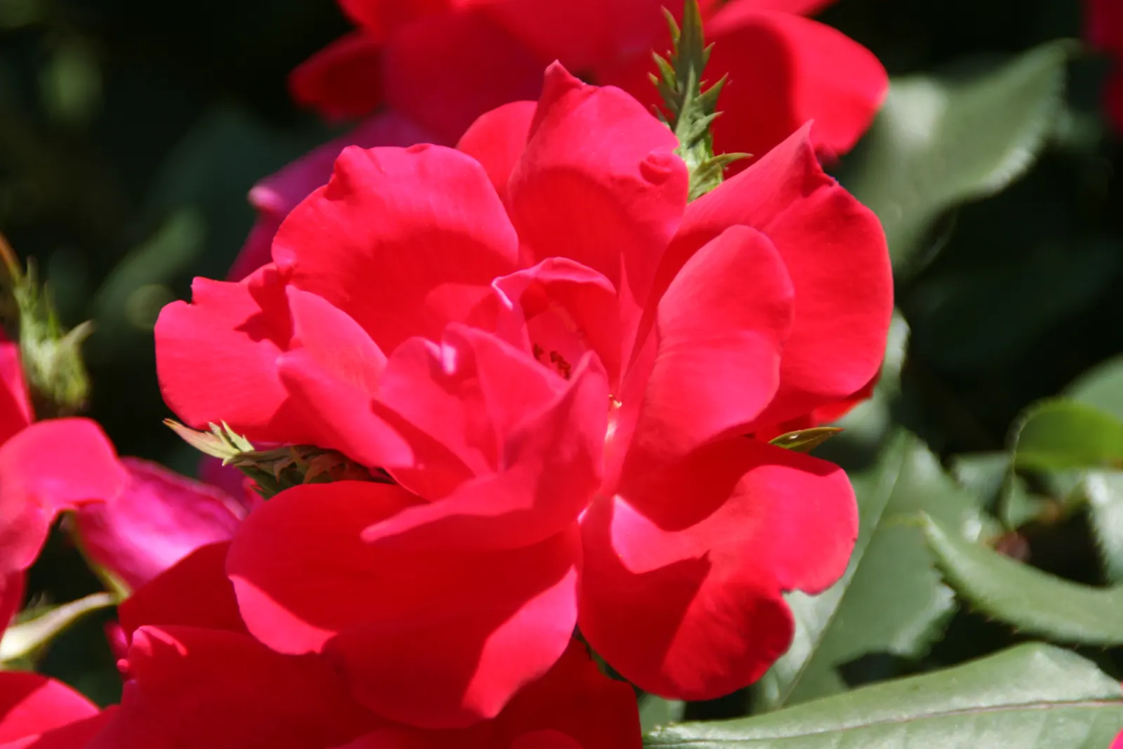 Red Knock Out&reg; Rose (Rosa 'Radrazz' Knock Out) — providing an alluring attraction for both homeowners and pollinating insects such as bees and butterflies