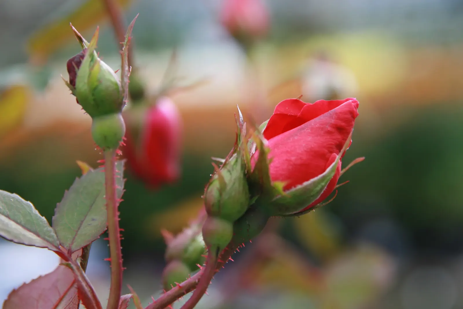 Red Knock Out® Rose (Rosa 'Radrazz' Knock Out) — shrub with red blooms; blooming from spring until the first hard frost, image 56