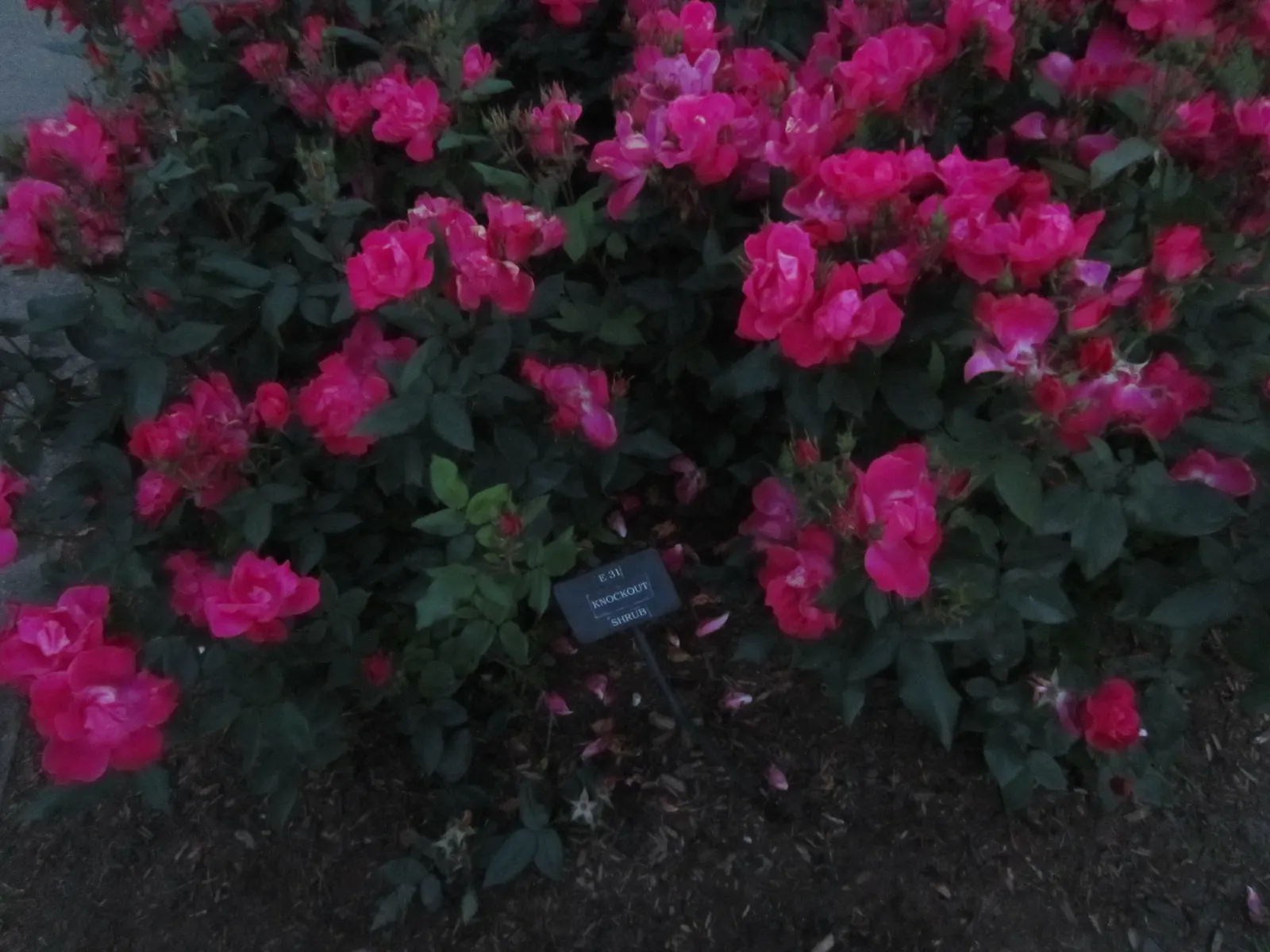 Red Knock Out&reg; Rose (Rosa 'Radrazz' Knock Out) — celebrated for its profuse and vibrant blooms; the Red Knock Out&reg; Rose (Rosa 'Radrazz', image 44