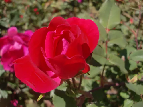 Red Knock Out® Rose (Rosa 'Radrazz' Knock Out) — shrub for full or half; providing an alluring attraction for both homeowners and pollinating, image 57