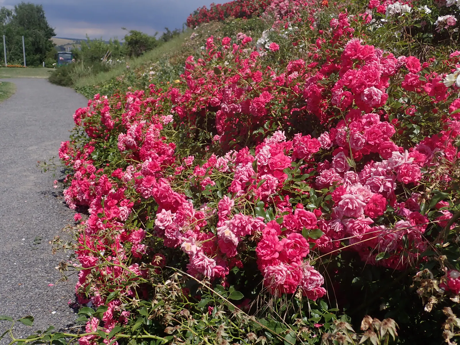 Red Knock Out&reg; Rose (Rosa 'Radrazz' Knock Out) — red flowers in the garden; it reaches a maximum size of 4 feet tall and wide, thriving in USDA, image 55