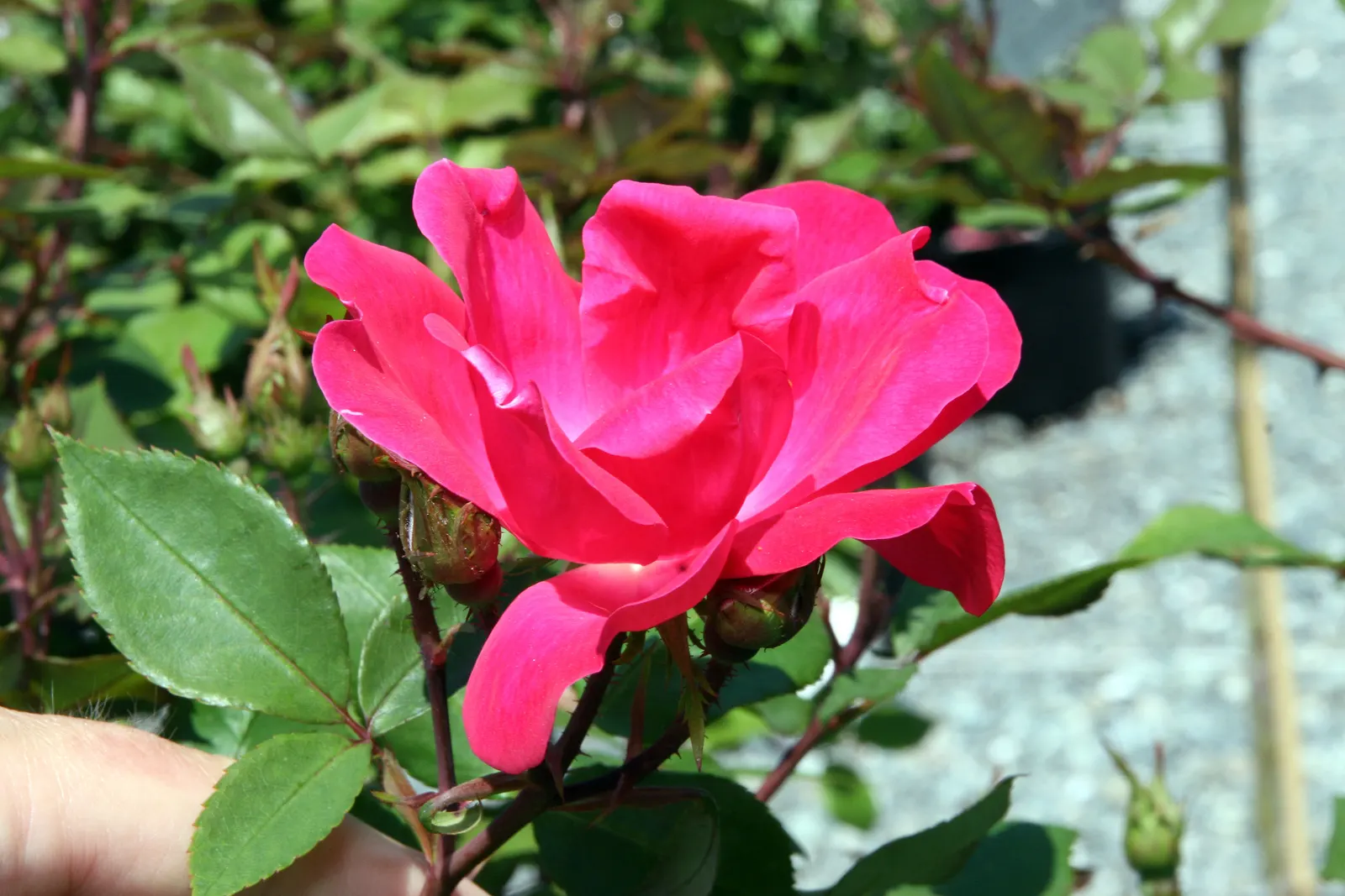 Red Knock Out® Rose (Rosa 'Radrazz' Knock Out) — red flowers in the garden; it reaches a maximum size of 4 feet tall and wide, thriving in USDA zones 5