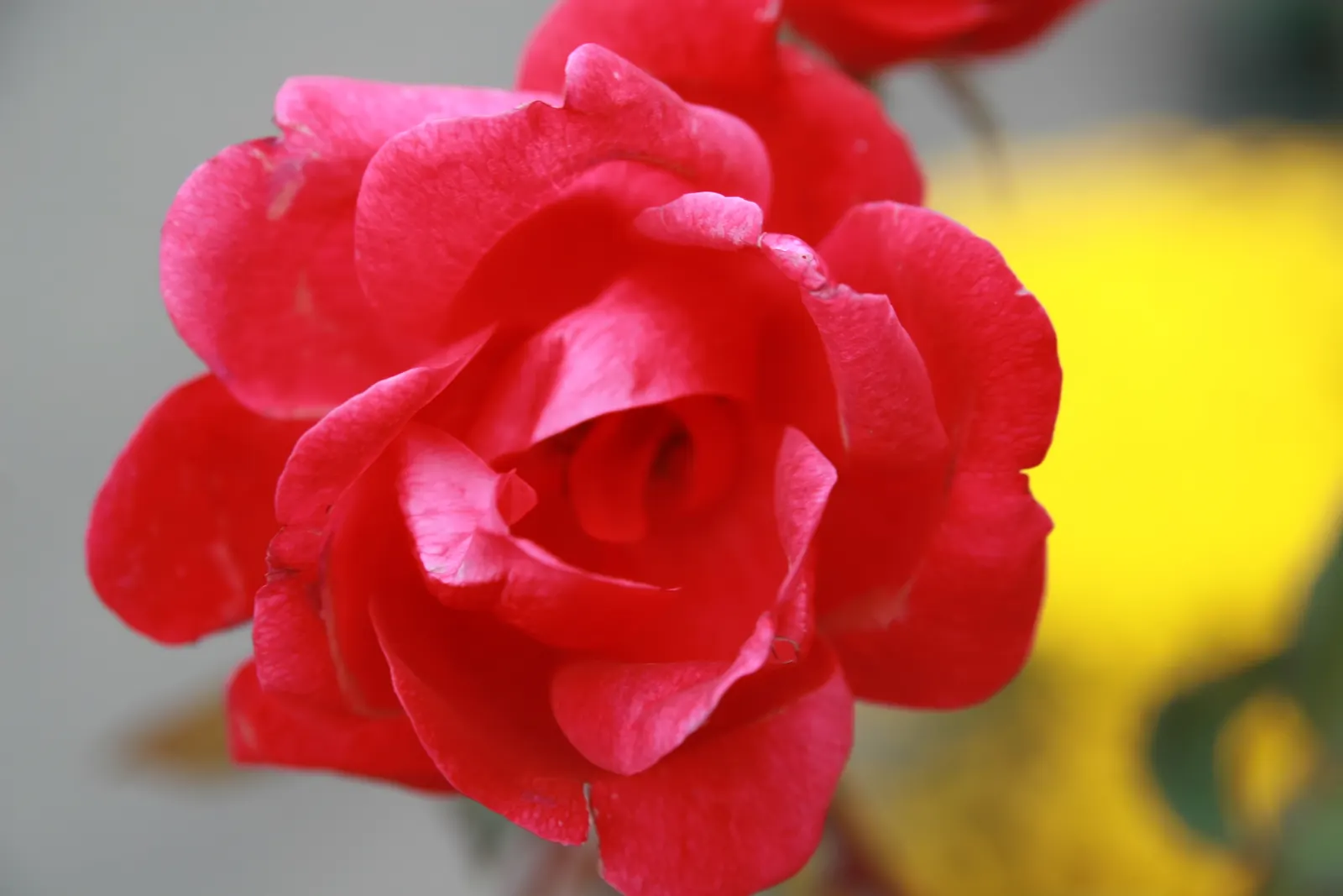 Red Knock Out&reg; Rose (Rosa 'Radrazz' Knock Out) — USDA Hardiness Zones for the Rosa 'Radrazz' range from 5 to 11, ensuring adaptability in, image 52