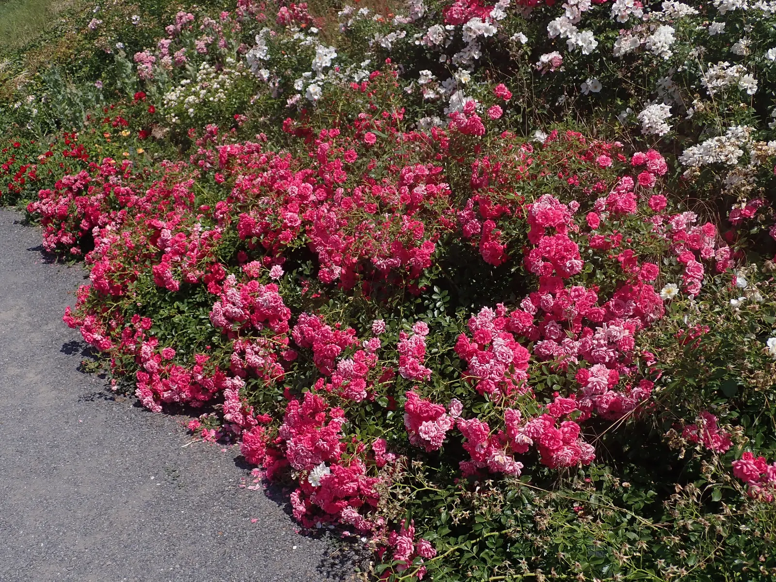 Red Knock Out&reg; Rose (Rosa 'Radrazz' Knock Out) — The Red Knock Out&reg; Rose (Rosa 'Radrazz' KNOCK OUT) is a hardy shrub rose with vibrant, image 39