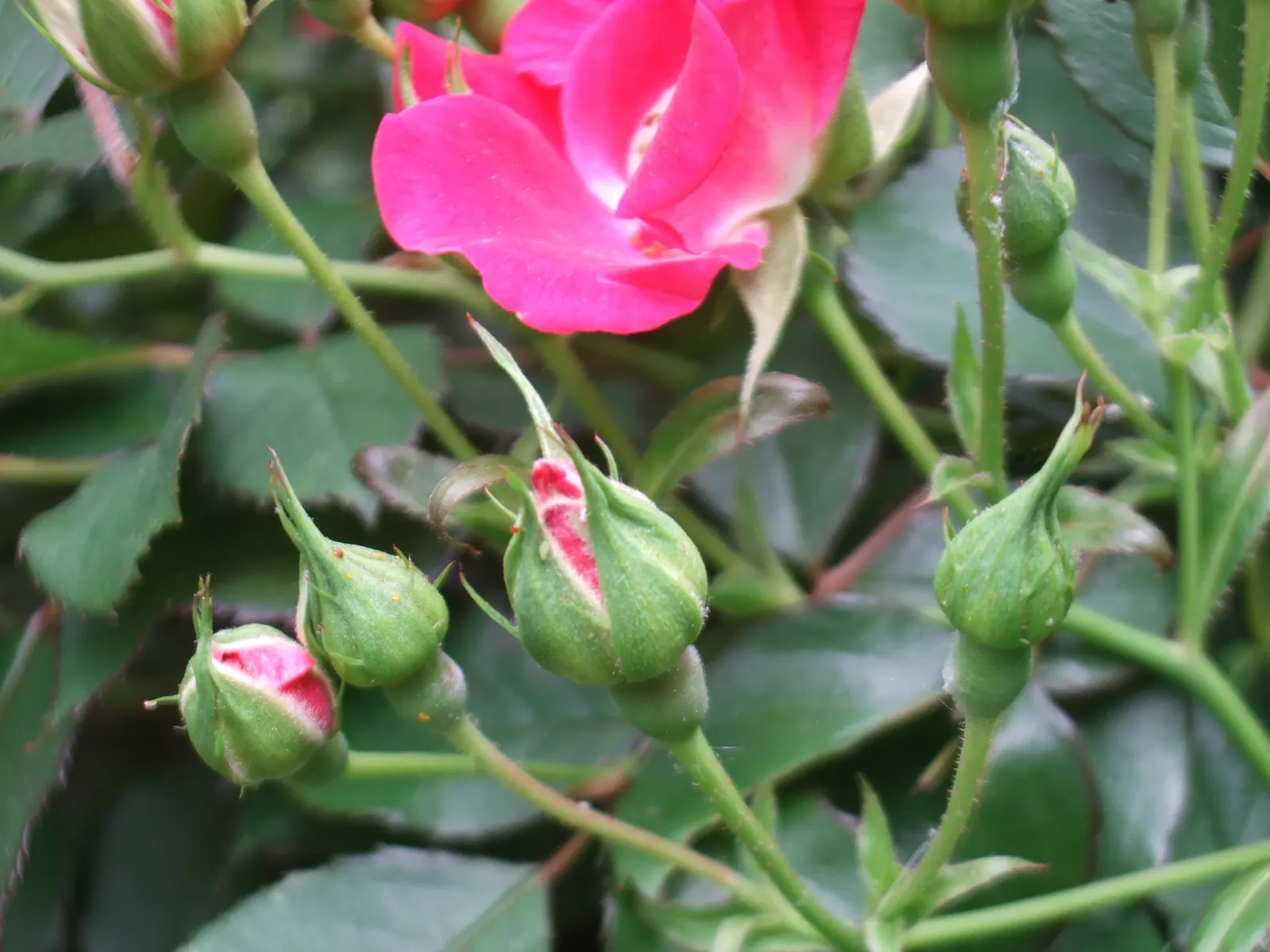 Red Knock Out® Rose (Rosa 'Radrazz' Knock Out) — which can be as large as 3 to 3.5 inches in diameter; pruning should be done annually in late winter or
