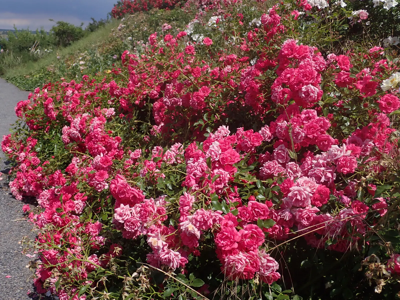 Red Knock Out® Rose (Rosa 'Radrazz' Knock Out) — This variety presents a vivid display of rich cherry red flowers; which can be as large as 3, image 45