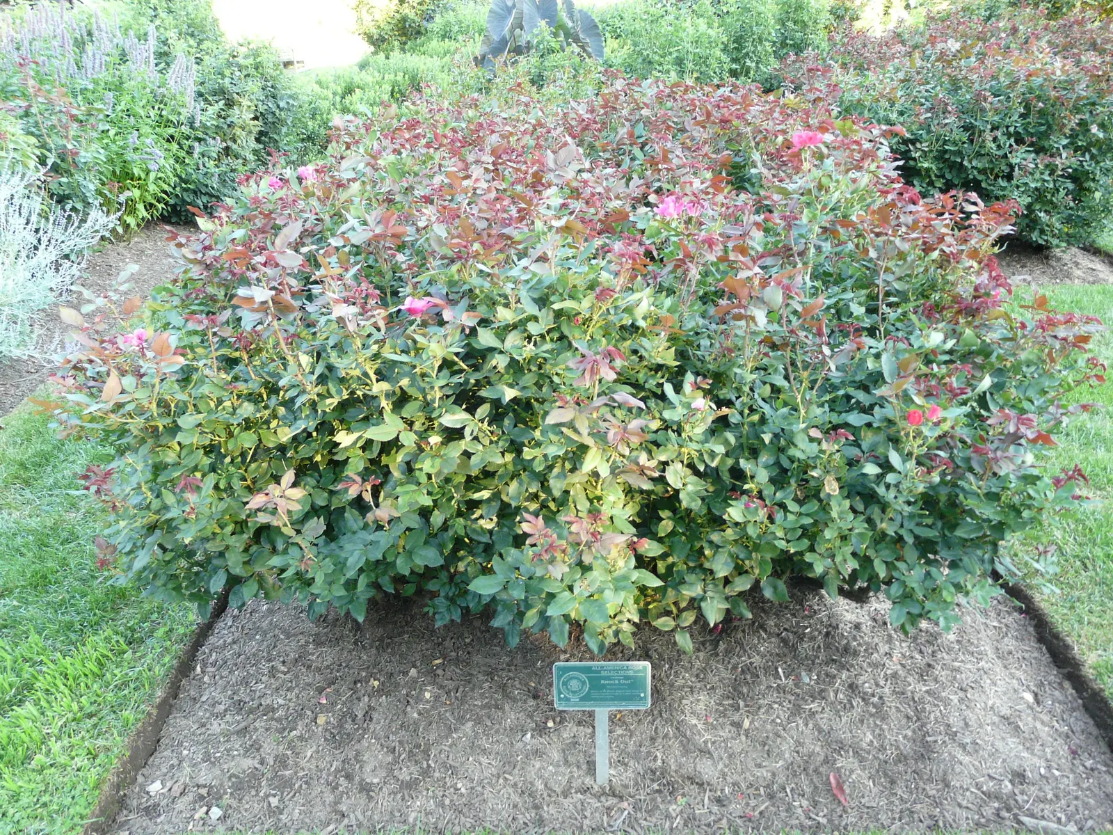 Red Knock Out&reg; Rose (Rosa 'Radrazz' Knock Out) — shrub for full or half