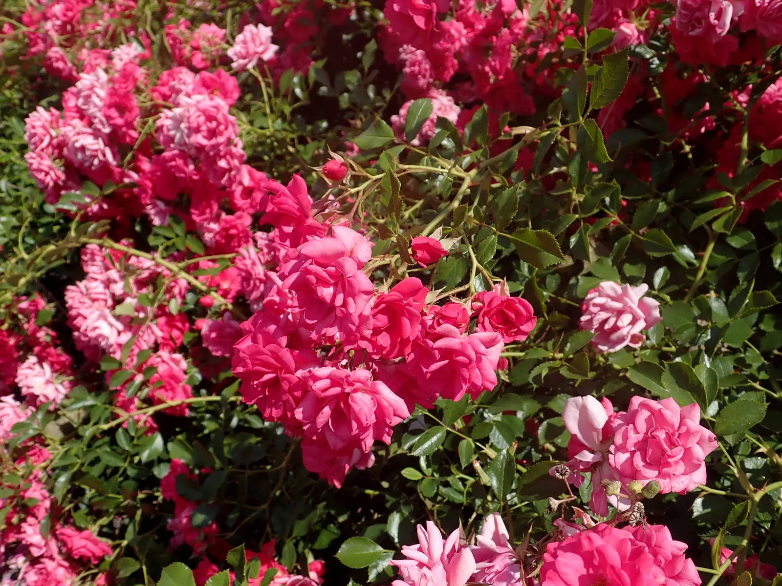 Red Knock Out&reg; Rose (Rosa 'Radrazz' Knock Out) — particularly to black spot and powdery mildew; red flowers in the garden, image 49