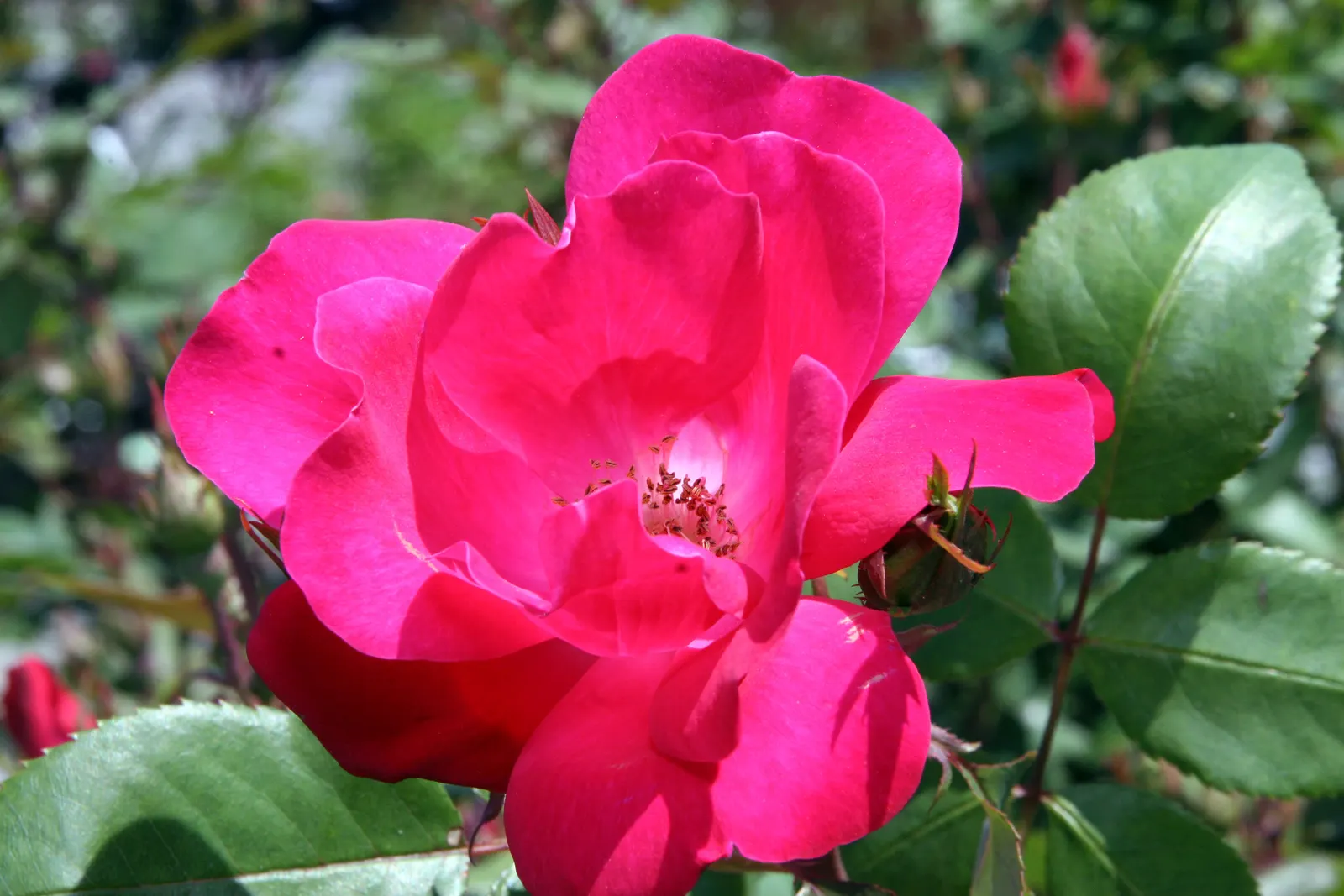 Red Knock Out&reg; Rose (Rosa 'Radrazz' Knock Out) — blooming from spring until the first hard frost; this low-maintenance variety is disease, image 47