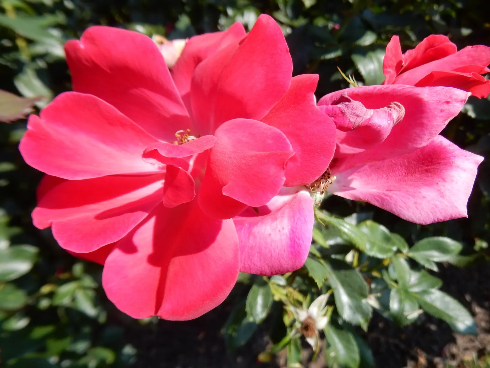Red Knock Out® Rose (Rosa 'Radrazz' Knock Out) — shrub for full or half; providing an alluring attraction for both homeowners and pollinating insects such