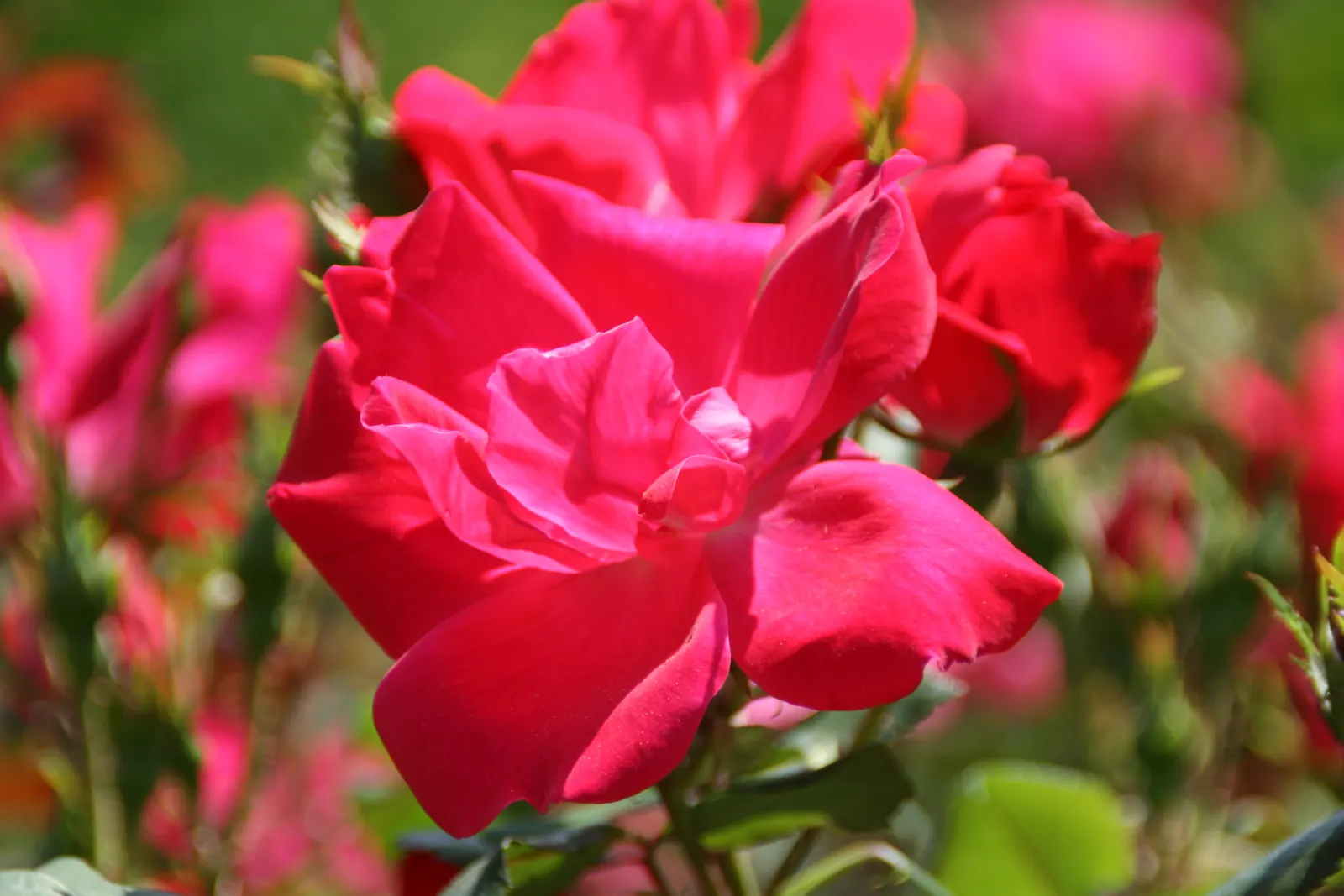 Red Knock Out&reg; Rose (Rosa 'Radrazz' Knock Out) — It reaches a maximum size of 4 feet tall and wide, thriving in USDA zones 5 through 11