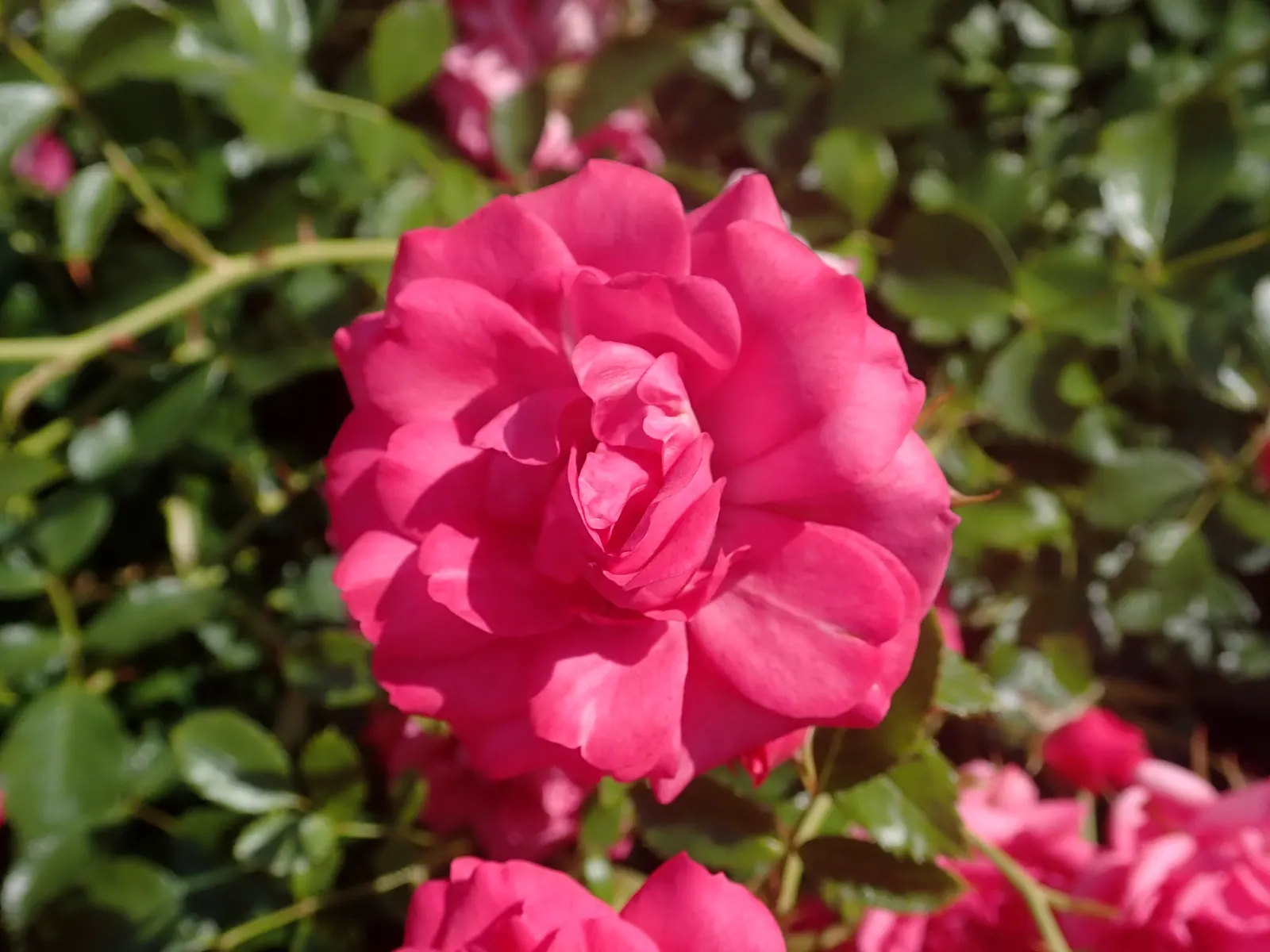 Red Knock Out&reg; Rose (Rosa 'Radrazz' Knock Out) — The Red Knock Out&reg; Rose (Rosa 'Radrazz' KNOCK OUT) is a robust and highly esteemed shrub rose