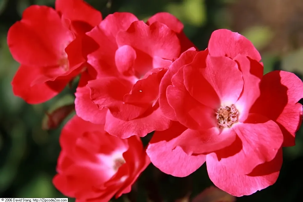 Red Knock Out&reg; Rose (Rosa 'Radrazz' Knock Out) — The Red Knock Out&reg; Rose (Rosa 'Radrazz' KNOCK OUT) is a hardy shrub rose with vibrant, cherry-red