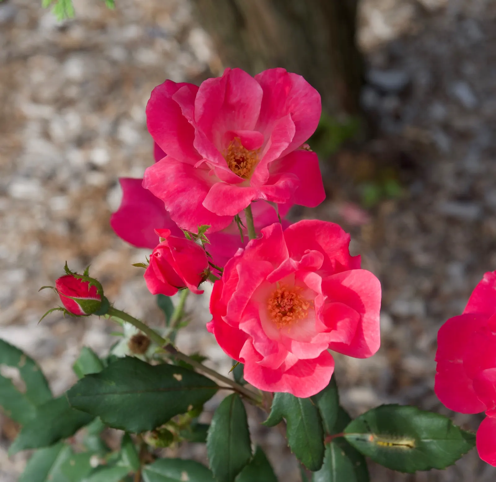 Red Knock Out&reg; Rose (Rosa 'Radrazz' Knock Out) — blooming from spring until the first hard frost