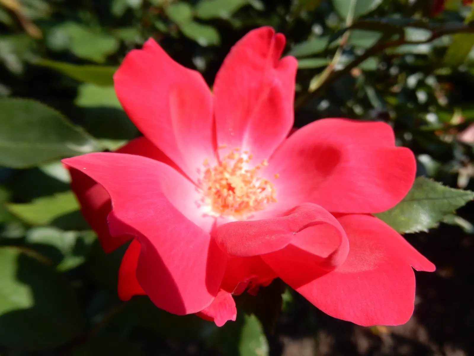 Red Knock Out® Rose (Rosa 'Radrazz' Knock Out) — blooming from spring until the first hard frost; this low-maintenance variety is disease resistant and