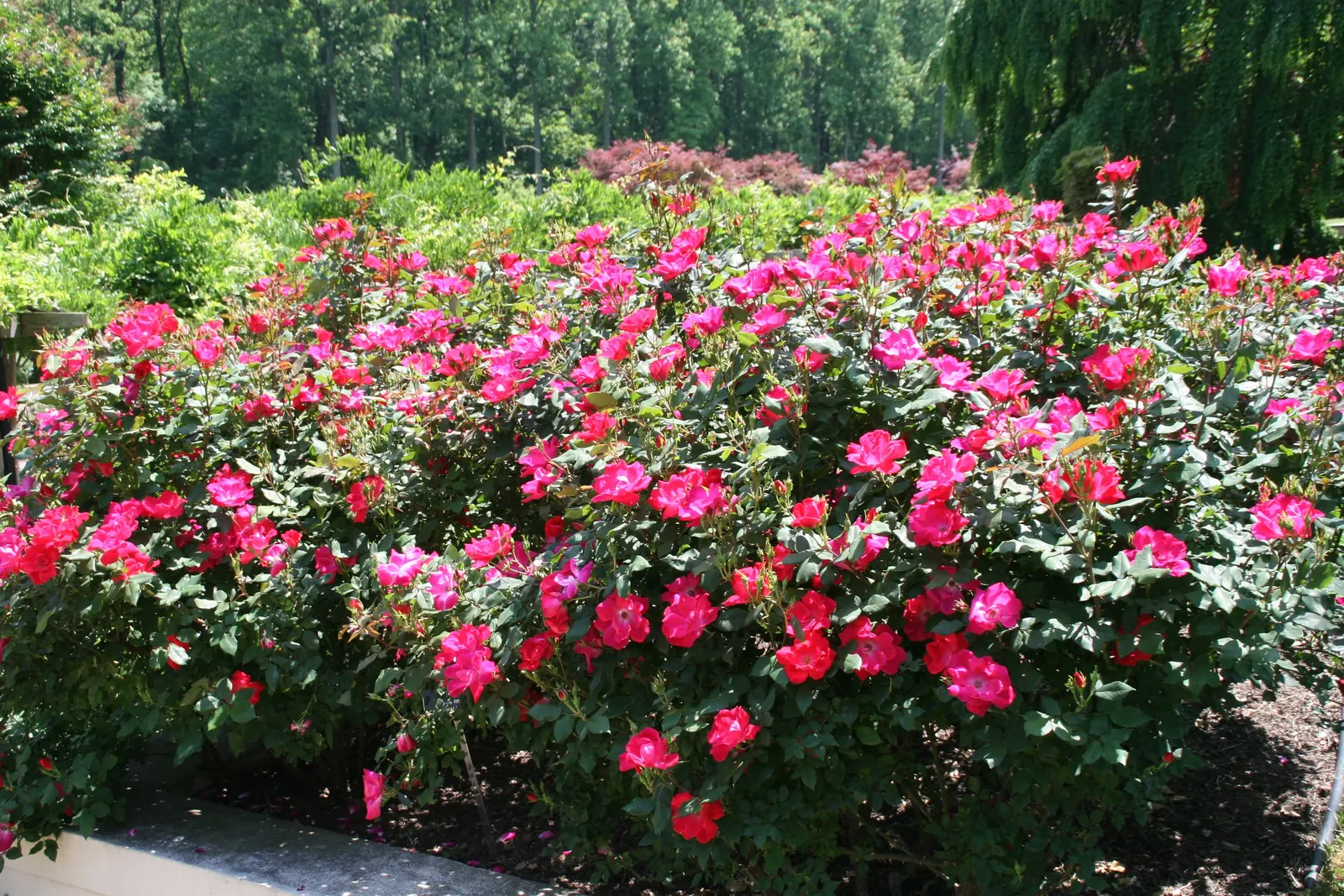 Red Knock Out&reg; Rose (Rosa 'Radrazz' Knock Out) — This low-maintenance variety is disease resistant and blooms continuously from spring until the first frost