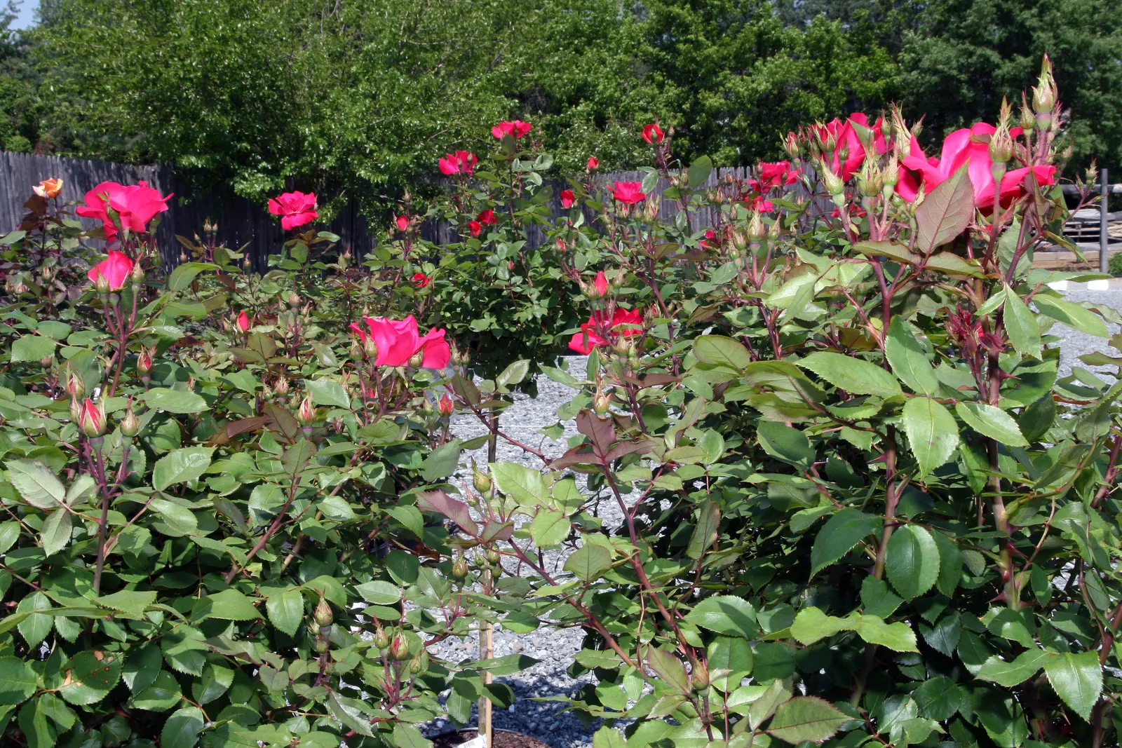 Red Knock Out&reg; Rose (Rosa 'Radrazz' Knock Out) — This low-maintenance variety is disease resistant and blooms continuously from spring until, image 41