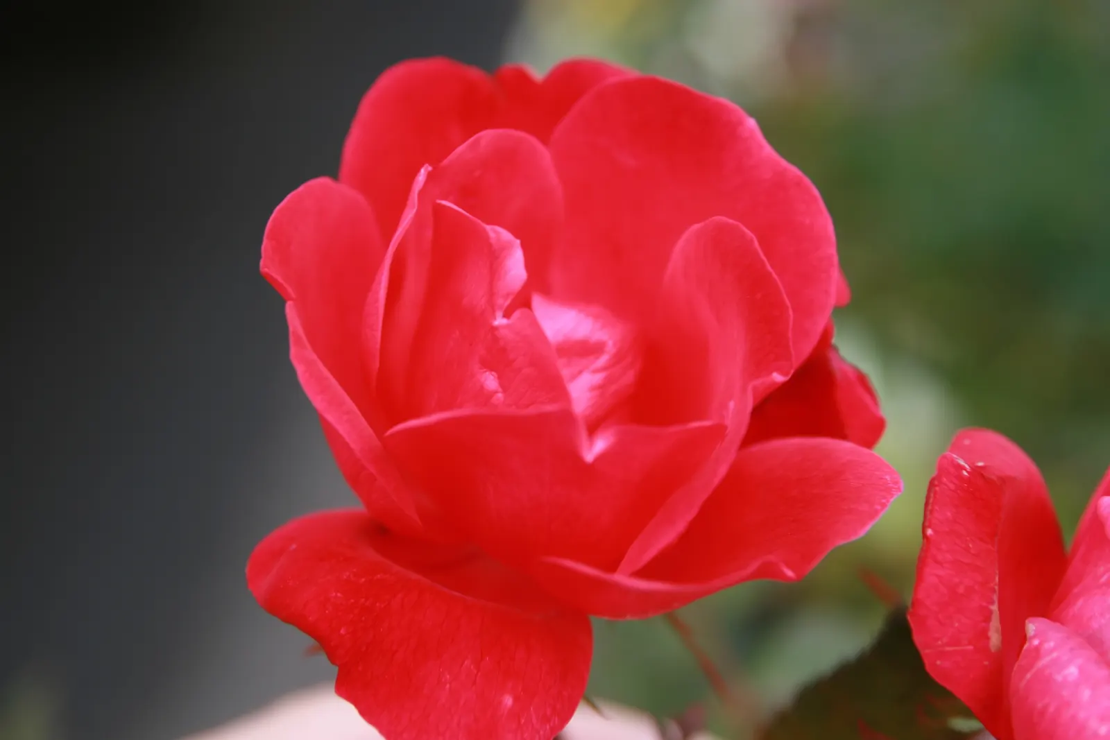 Red Knock Out&reg; Rose (Rosa 'Radrazz' Knock Out) — It is also noted for being drought tolerant once established; reducing the need for chemical treatments