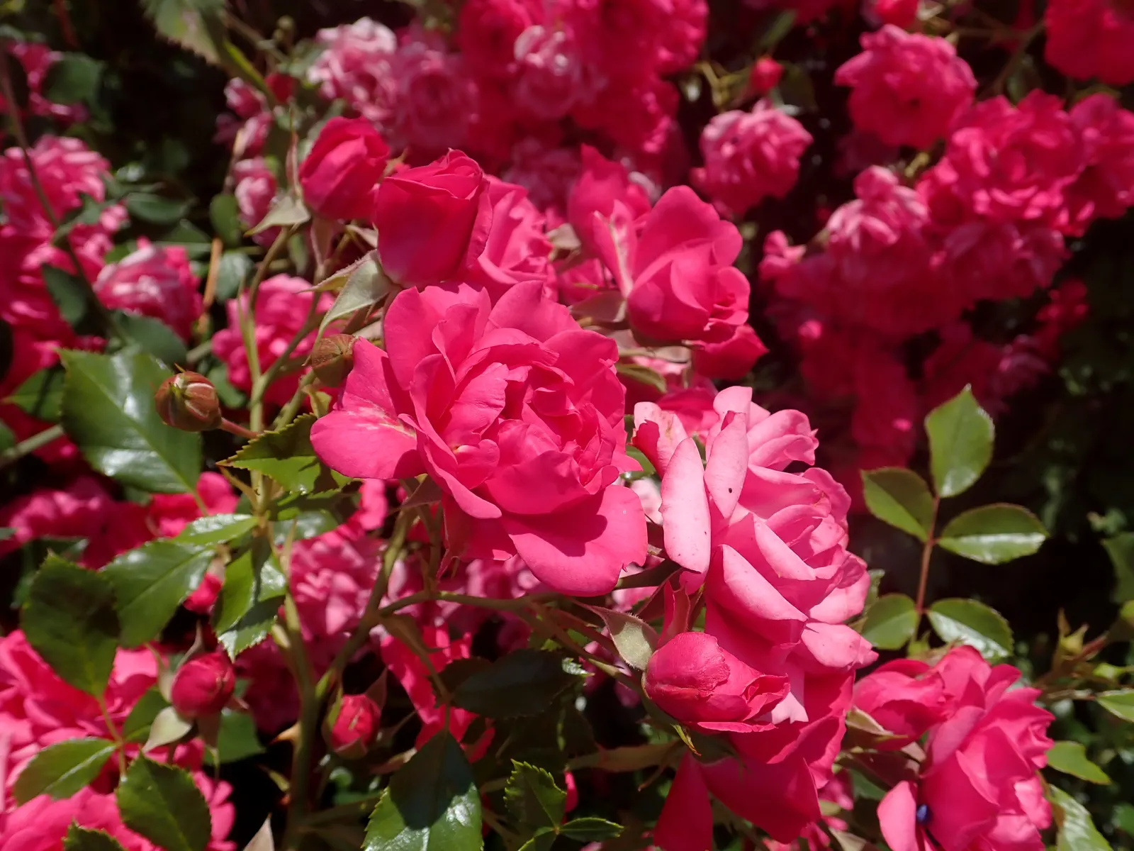 Red Knock Out&reg; Rose (Rosa 'Radrazz' Knock Out) — This variety presents a vivid display of rich cherry red flowers; which can be as large as 3 to 3.5 inches