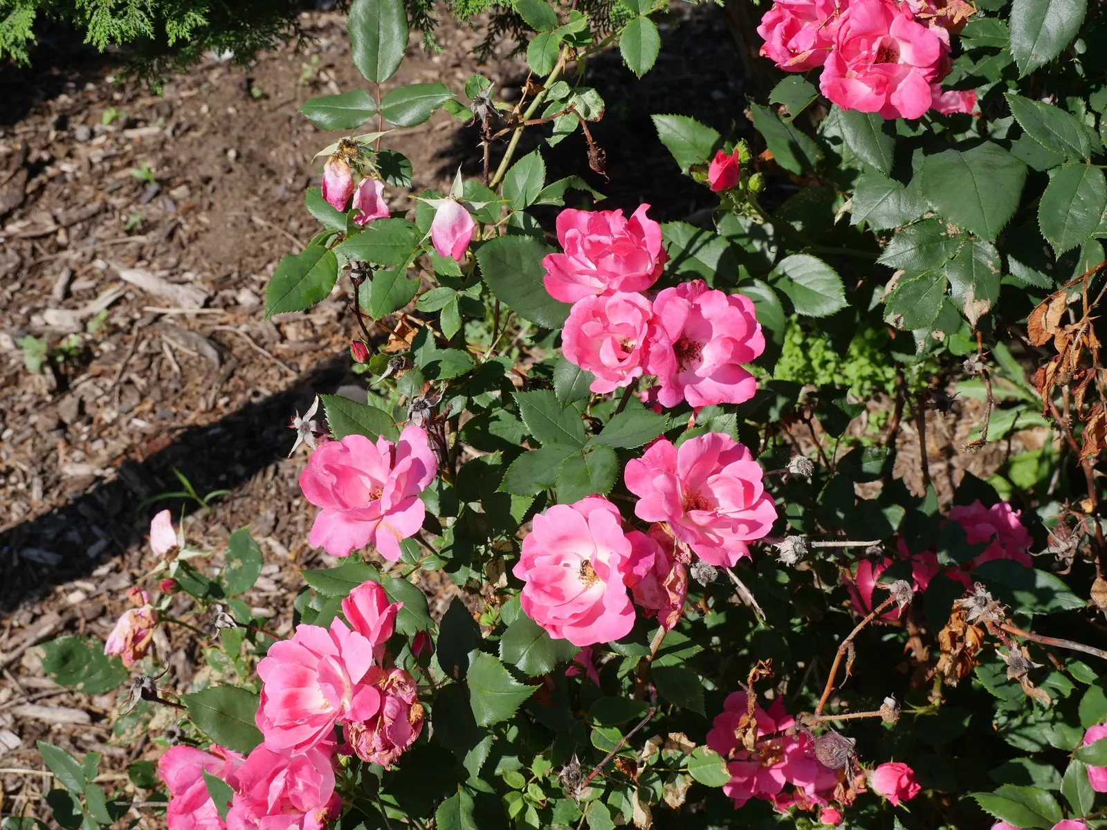 Red Knock Out&reg; Rose (Rosa 'Radrazz' Knock Out) — celebrated for its profuse and vibrant blooms; the Red Knock Out&reg; Rose (Rosa 'Radrazz' KNOCK OUT) is a