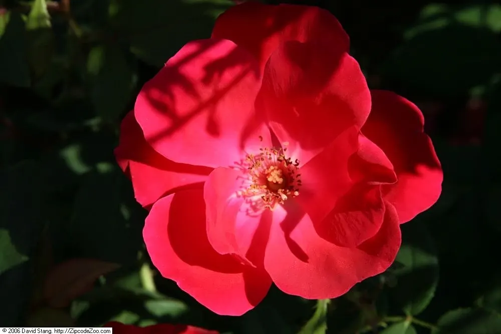 Red Knock Out&reg; Rose (Rosa 'Radrazz' Knock Out) — providing an alluring attraction for both homeowners and pollinating insects such as bees and, image 35