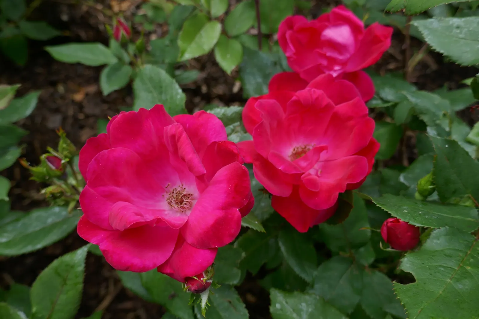 Red Knock Out&reg; Rose (Rosa 'Radrazz' Knock Out) — which can be as large as 3 to 3.5 inches in diameter; pruning should be done annually in late, image 46