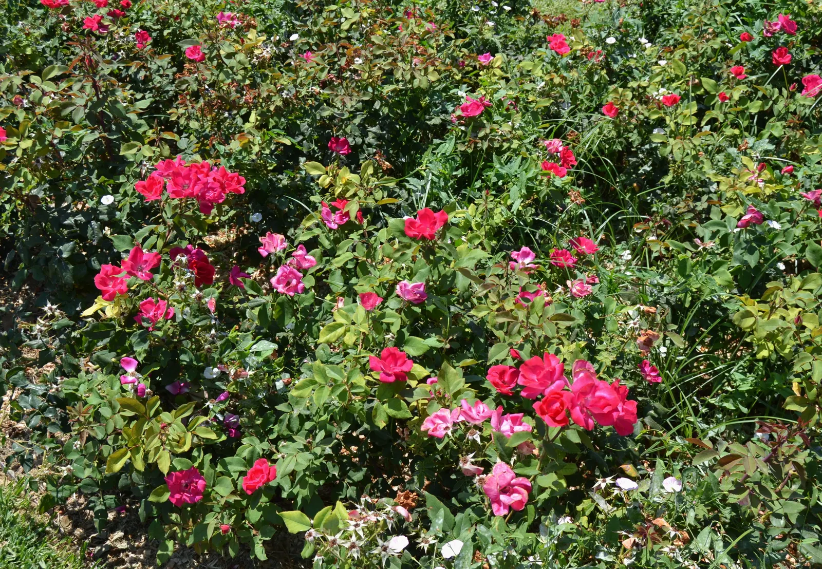 Red Knock Out&reg; Rose (Rosa 'Radrazz' Knock Out) — celebrated for its profuse and vibrant blooms