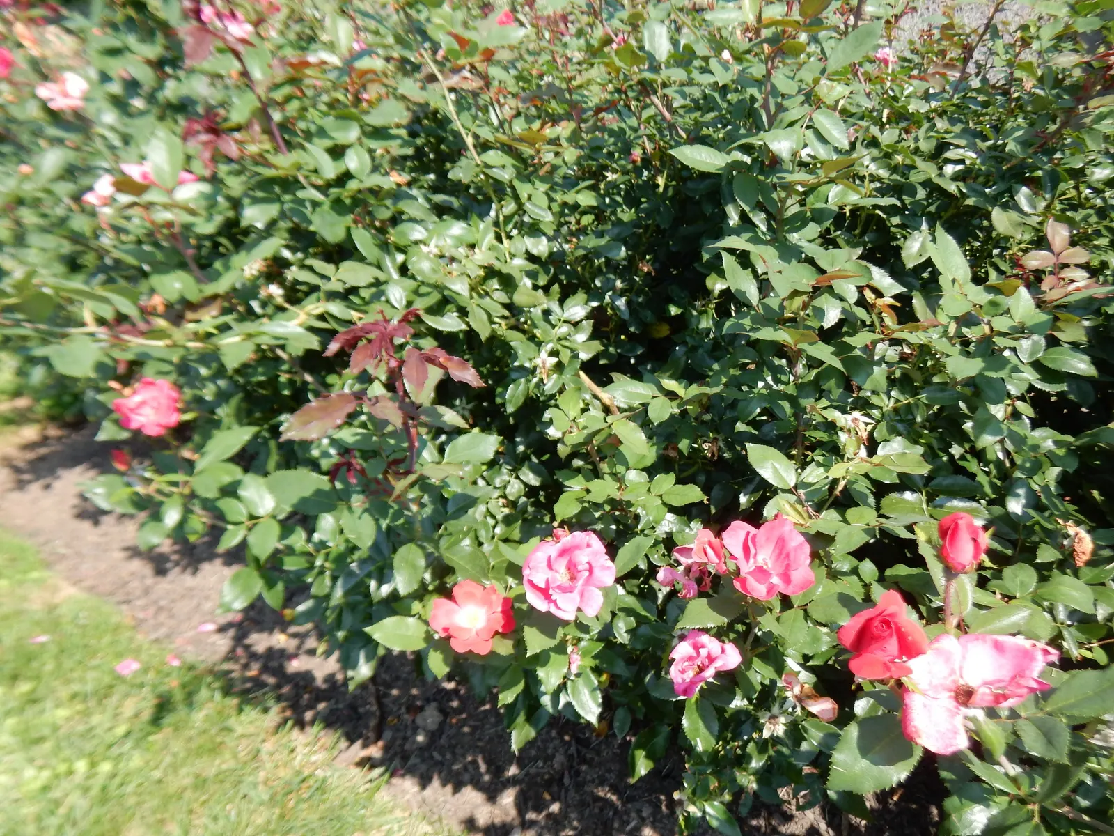 Red Knock Out&reg; Rose (Rosa 'Radrazz' Knock Out) — The Red Knock Out&reg; Rose (Rosa 'Radrazz' KNOCK OUT) is a robust and highly esteemed shrub, image 43
