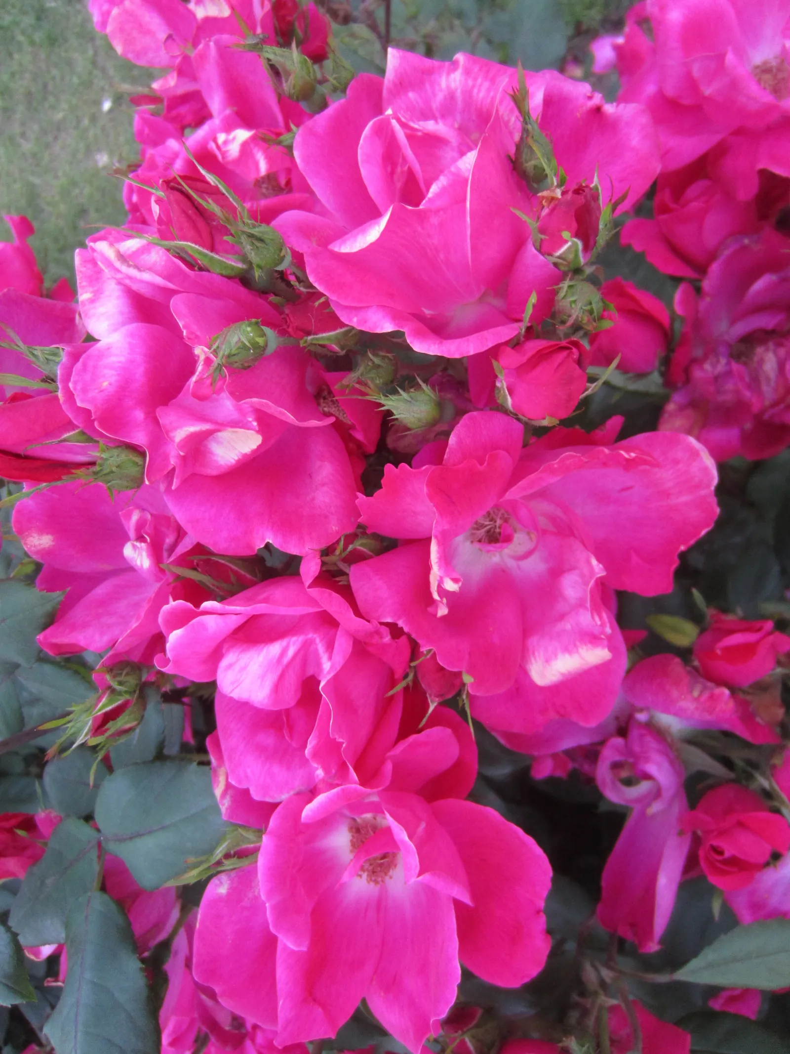 Red Knock Out&reg; Rose (Rosa 'Radrazz' Knock Out) — It is also noted for being drought tolerant once established; reducing the need for chemical, image 51