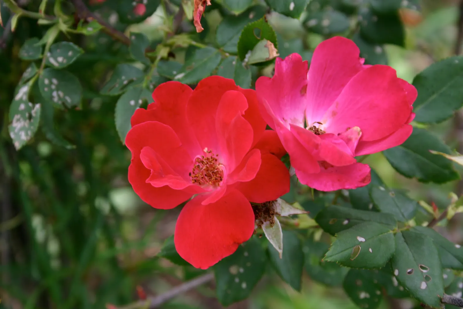Red Knock Out&reg; Rose (Rosa 'Radrazz' Knock Out) — reducing the need for chemical treatments