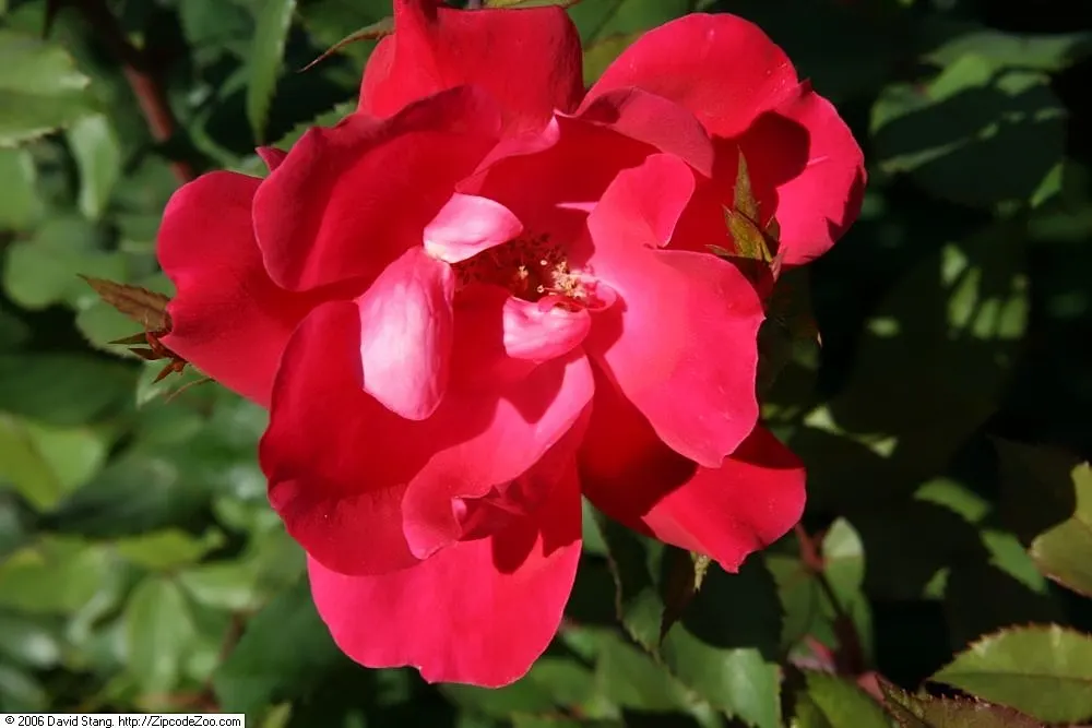 Red Knock Out&reg; Rose (Rosa 'Radrazz' Knock Out) — Ideal for borders or mass plantings, it requires full sun and well-drained soil