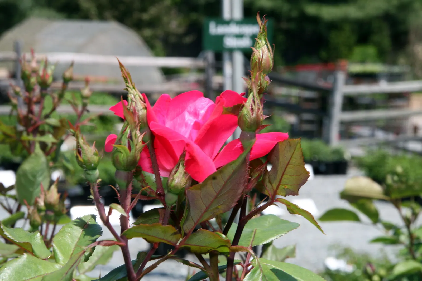 Red Knock Out&reg; Rose (Rosa 'Radrazz' Knock Out) — shrub with red blooms; blooming from spring until the first hard frost
