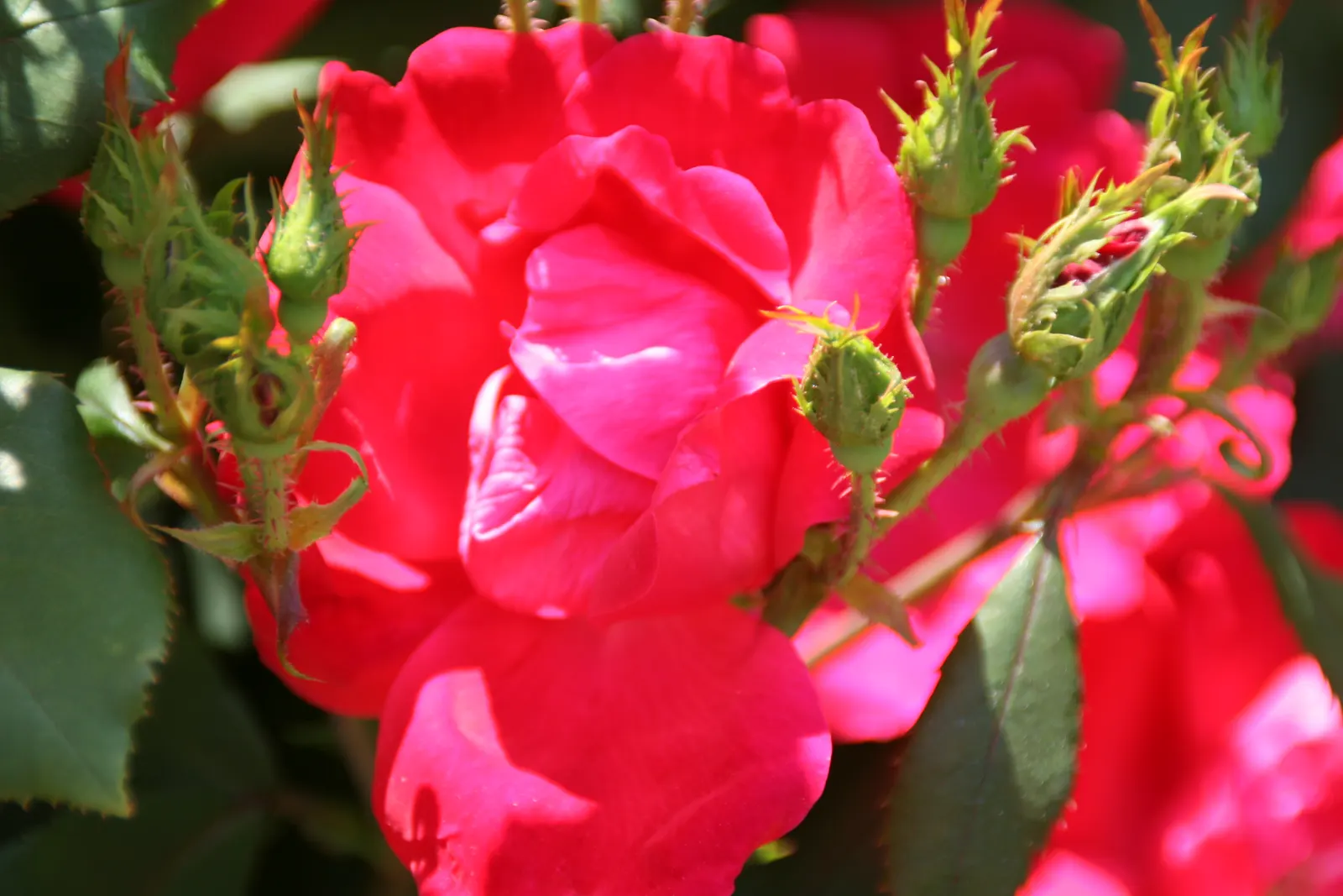 Red Knock Out&reg; Rose (Rosa 'Radrazz' Knock Out) — It is also noted for being drought tolerant once established