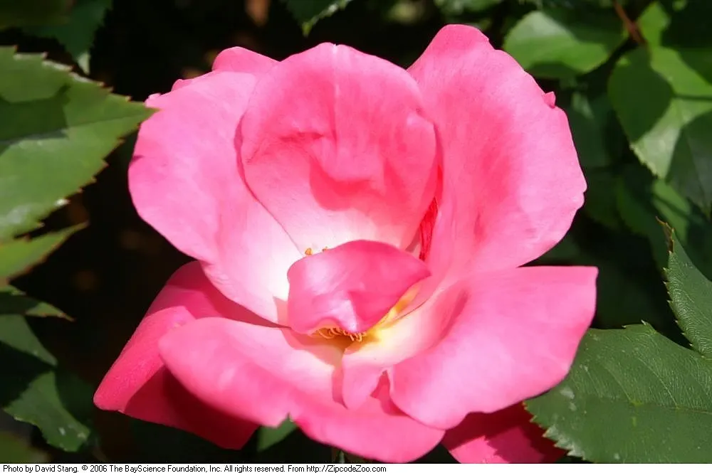 Red Knock Out&reg; Rose (Rosa 'Radrazz' Knock Out) — Pruning should be done annually in late winter or early spring; this variety presents a vivid, image 53