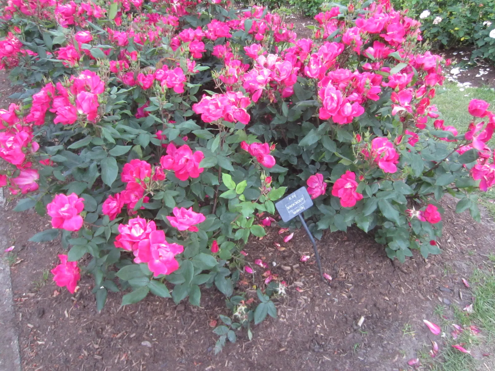 Red Knock Out&reg; Rose (Rosa 'Radrazz' Knock Out) — reducing the need for chemical treatments; the Red Knock Out&reg; Rose (Rosa 'Radrazz' KNOCK OUT) is a