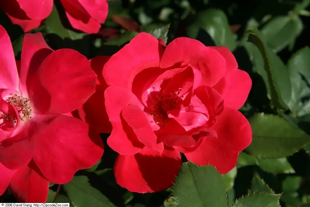 Red Knock Out® Rose (Rosa 'Radrazz' Knock Out) — With a moderate mature height and spread of about 3 to 4 feet