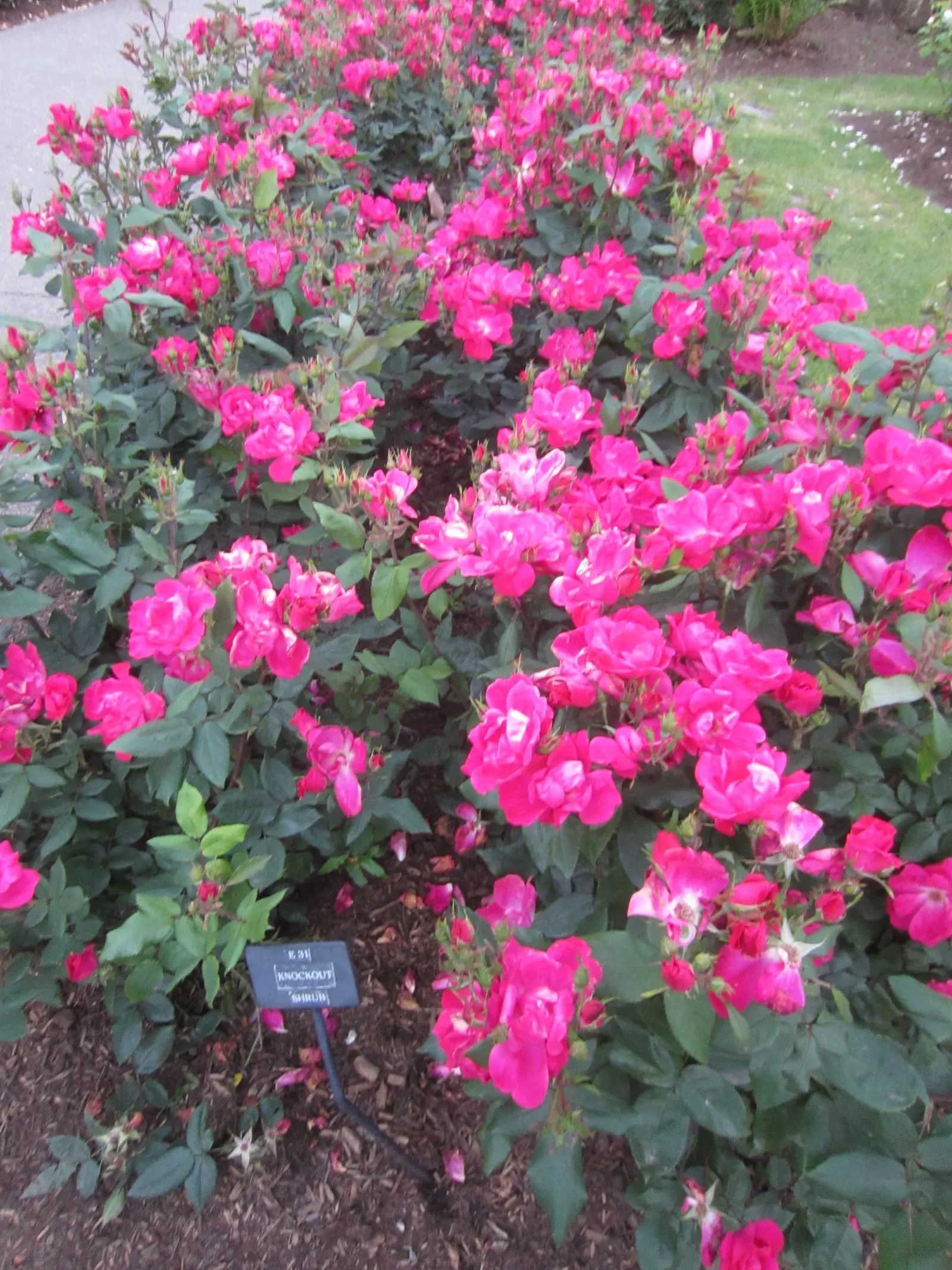 Red Knock Out&reg; Rose (Rosa 'Radrazz' Knock Out) — This low-maintenance variety is disease resistant and blooms continuously from spring until the first