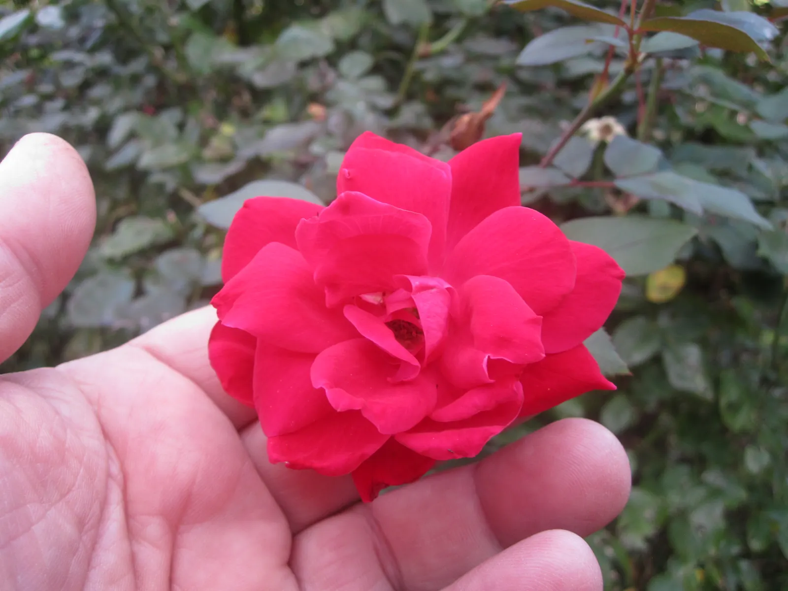 Red Knock Out&reg; Rose (Rosa 'Radrazz' Knock Out) — It reaches a maximum size of 4 feet tall and wide, thriving in USDA zones 5 through 11, image 40